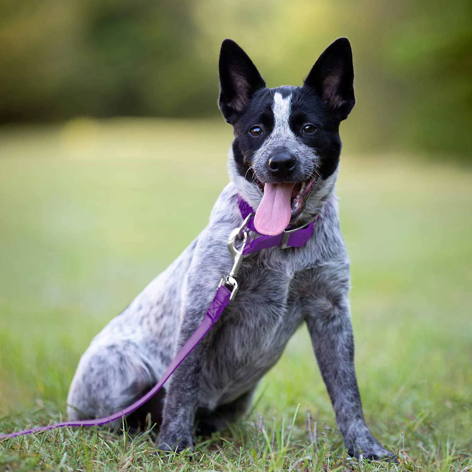 1"W Jeffers Dog Collars, 20"L