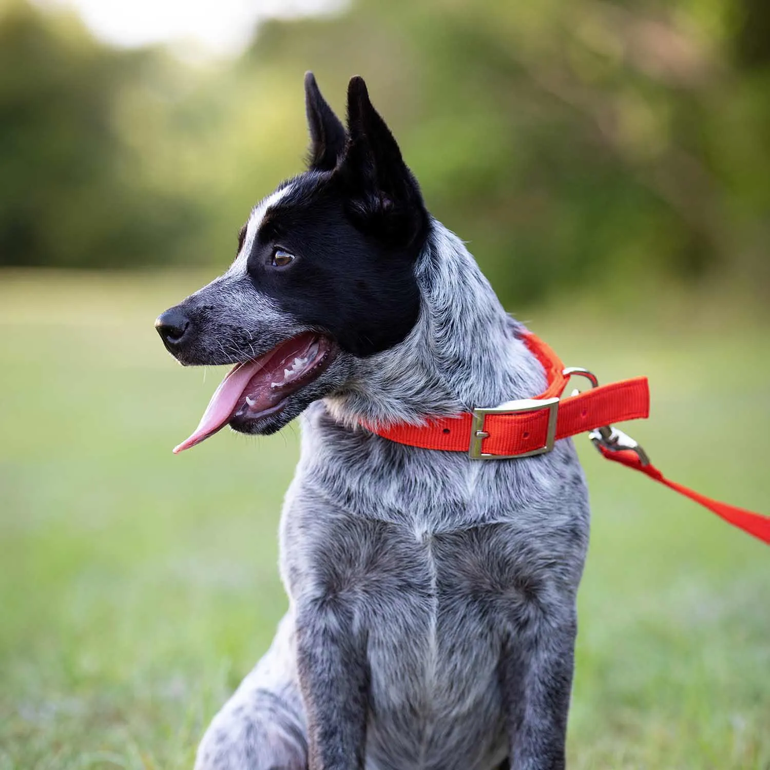 1"W Jeffers Dog Collars, 20"L