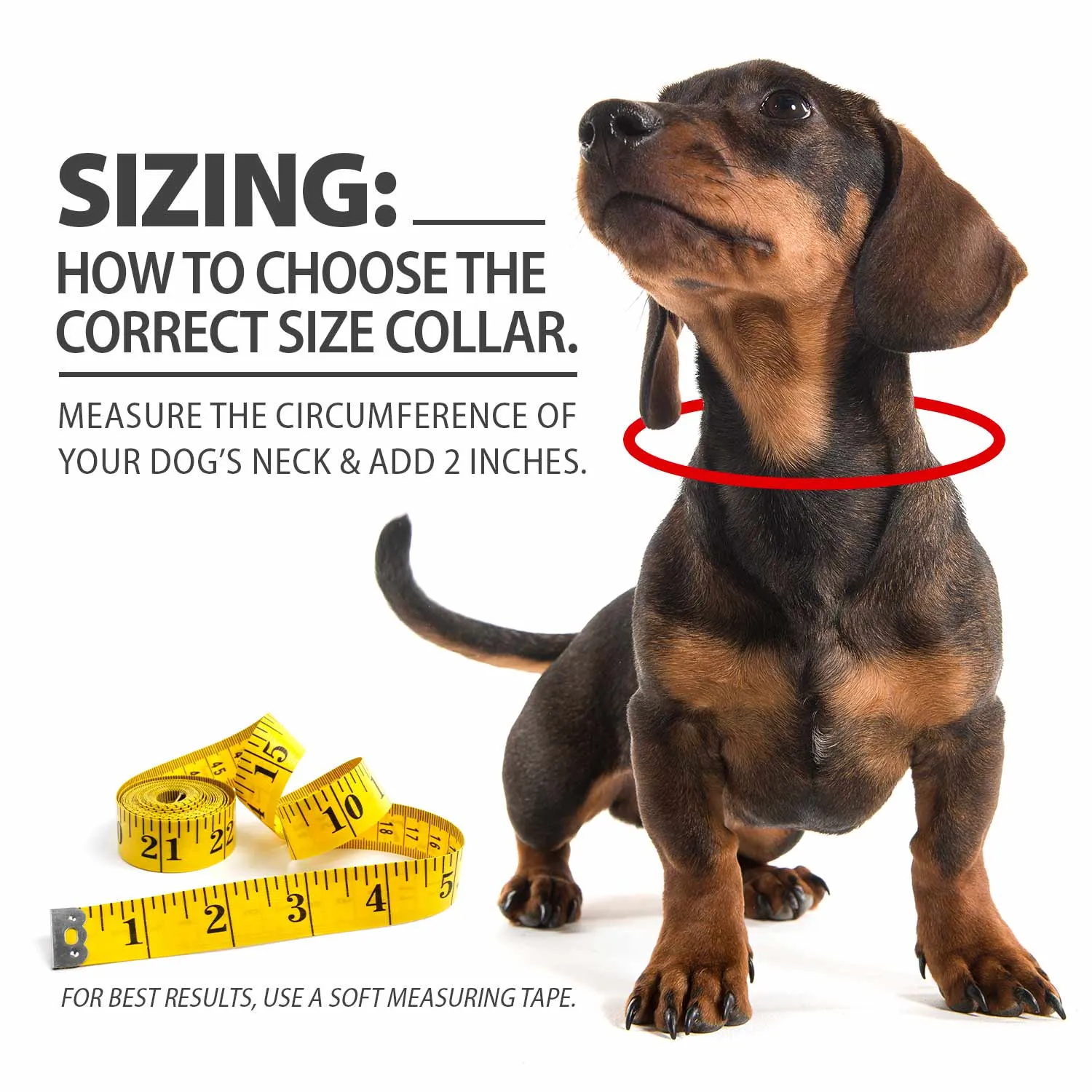 1"W Jeffers Dog Collars, 20"L