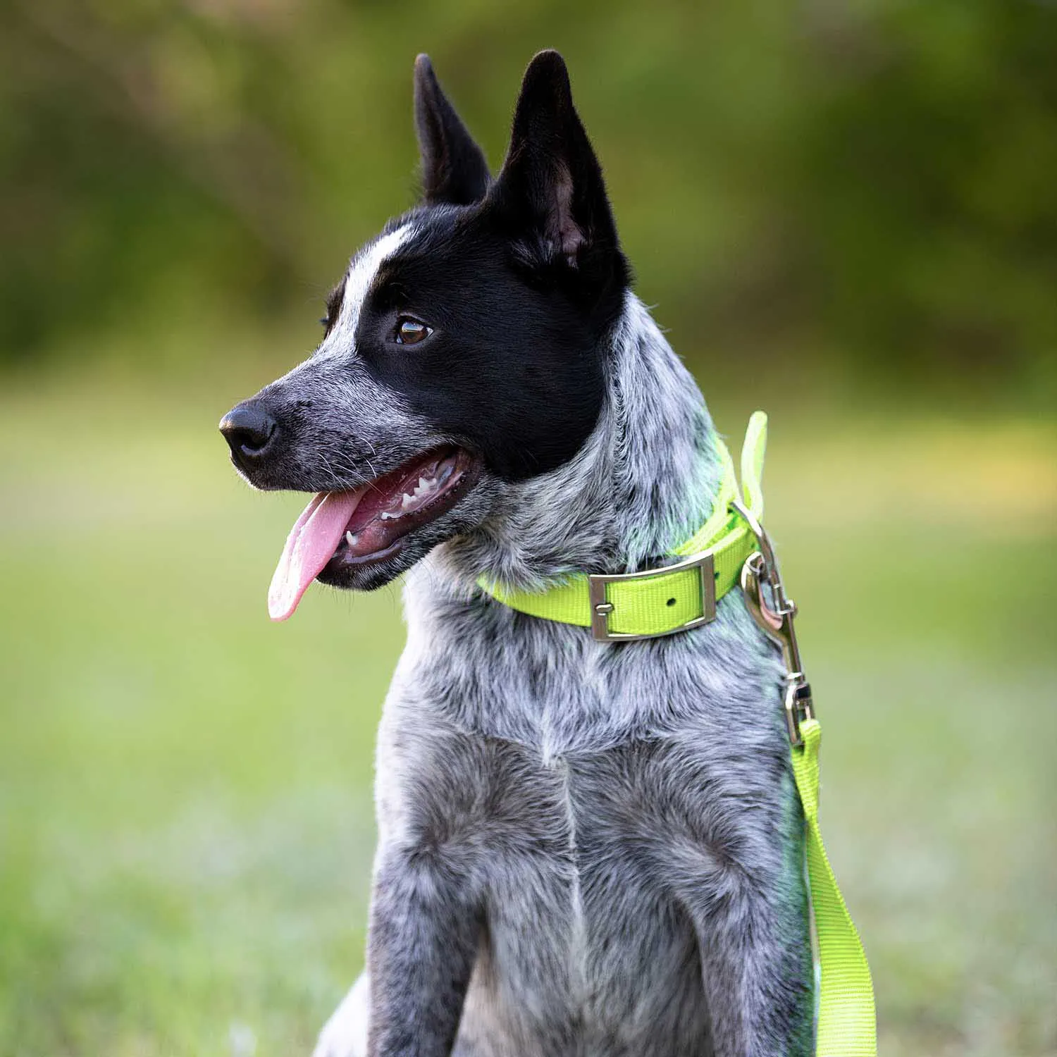 1"W Jeffers Dog Collars, 20"L