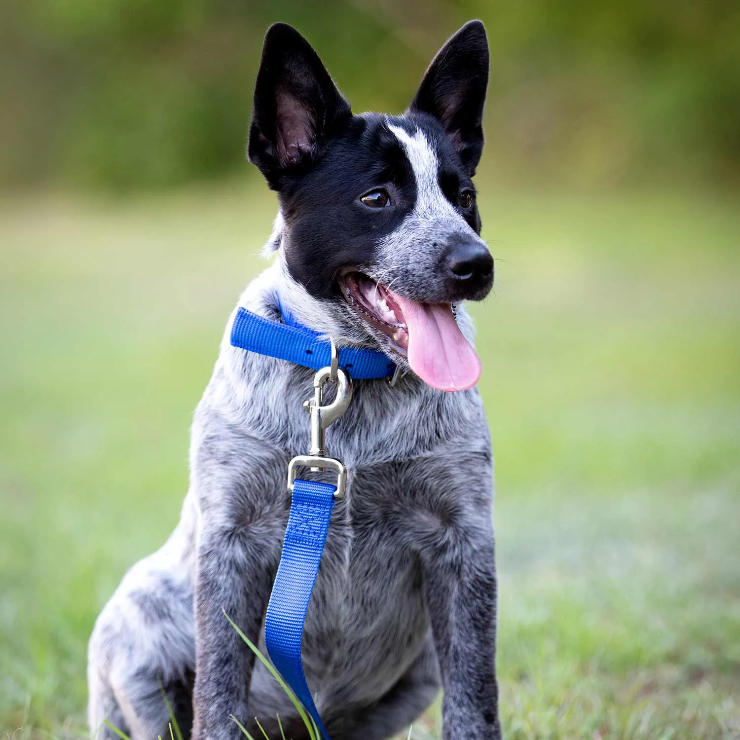 1"W Jeffers Dog Collars, 20"L