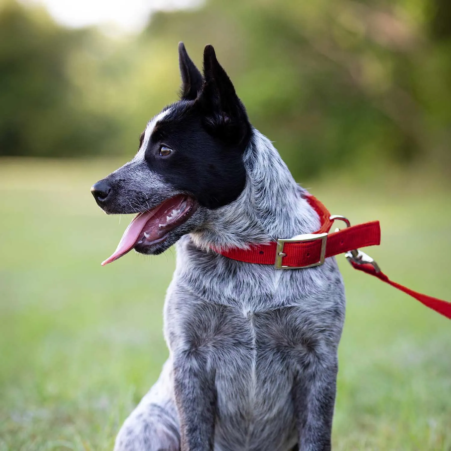 1"W Jeffers Dog Collars, 20"L