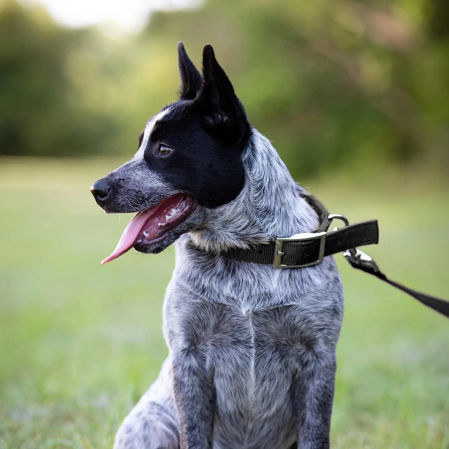 1"W Jeffers Dog Collars, 20"L