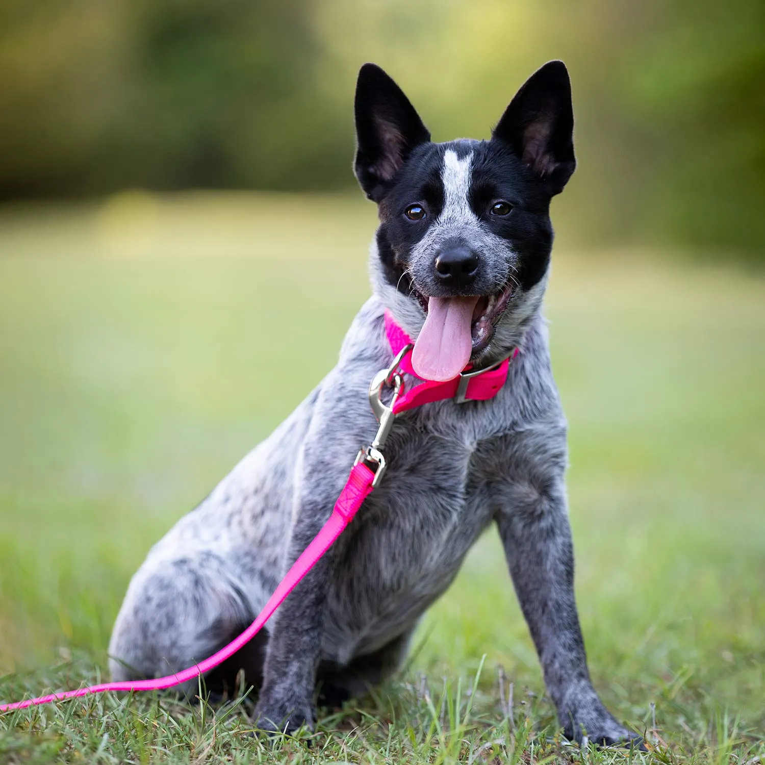 1"W Jeffers Dog Collars, 20"L