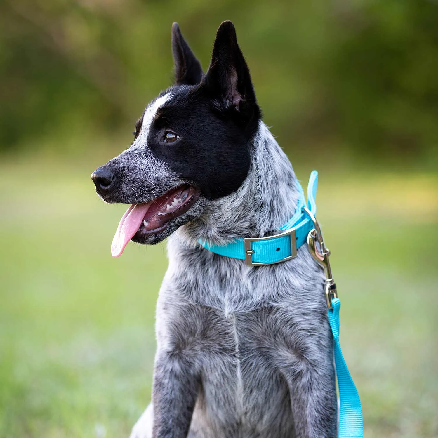 1"W Jeffers Dog Collars, 20"L