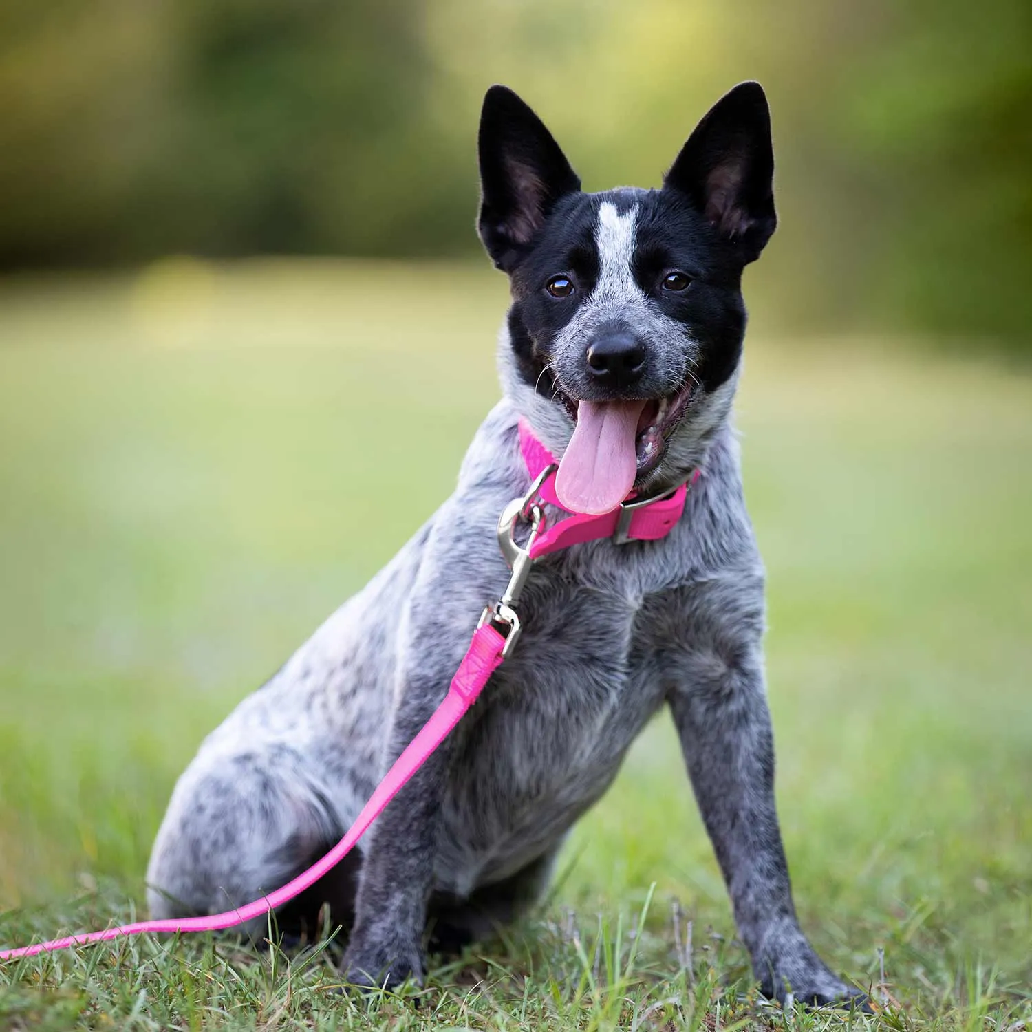 1"W Jeffers Dog Collars, 20"L