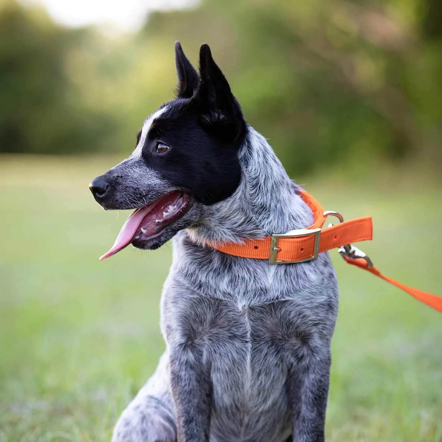 1"W Jeffers Dog Collars, 20"L