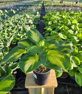 Avocado Hosta