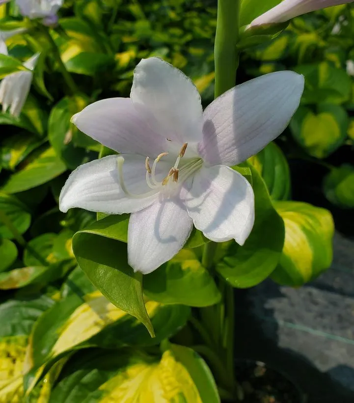 Avocado Hosta