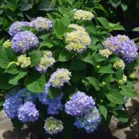 Azure Skies Hydrangea