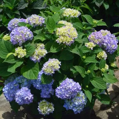 Azure Skies Hydrangea