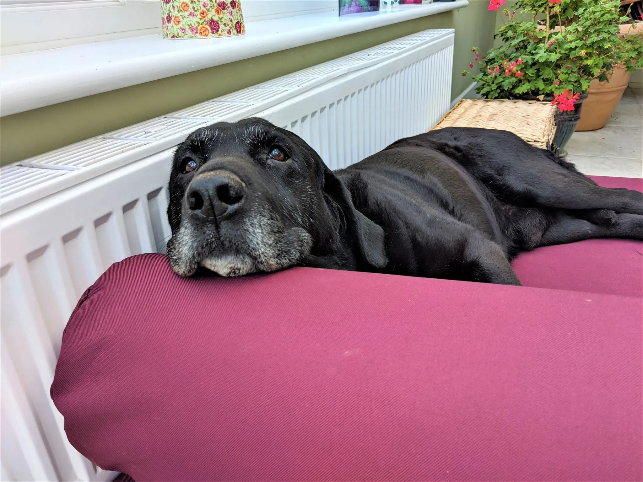 Berkeley Universal Dog Bed Bolster