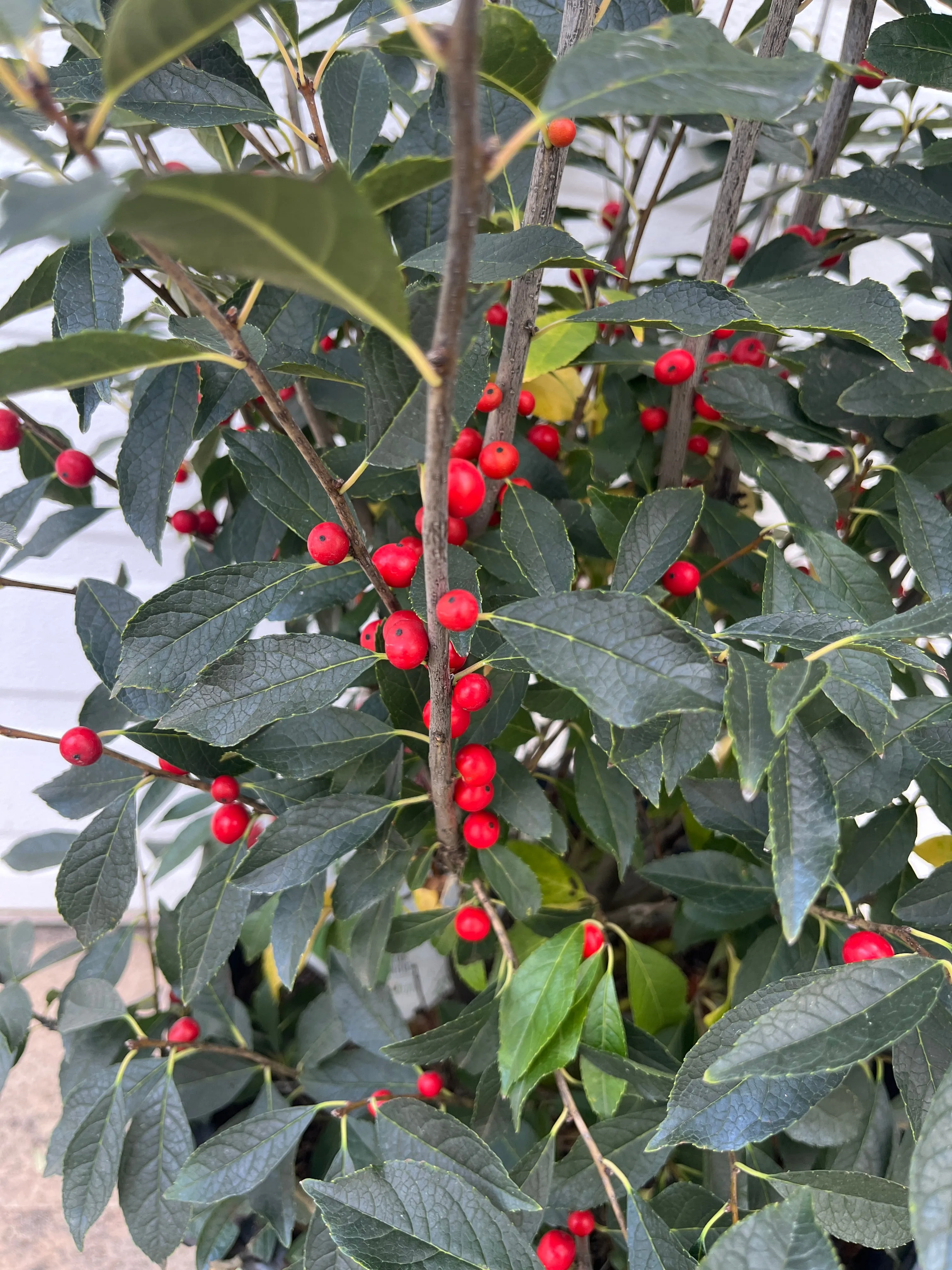Berry Poppins® Winterberry