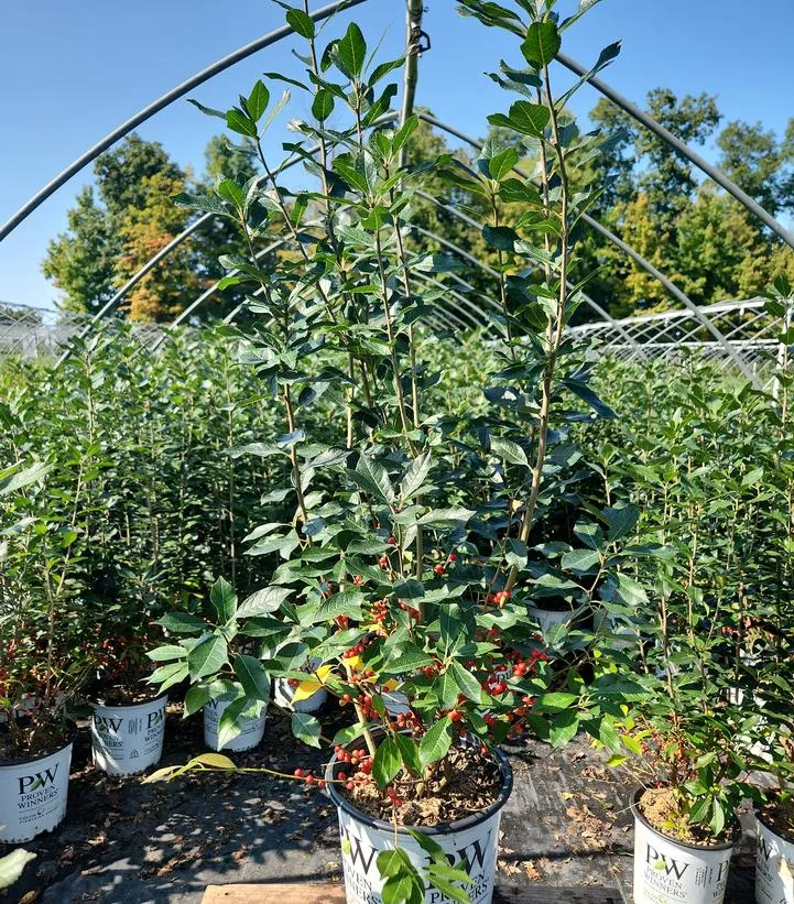 Berry Poppins® Winterberry