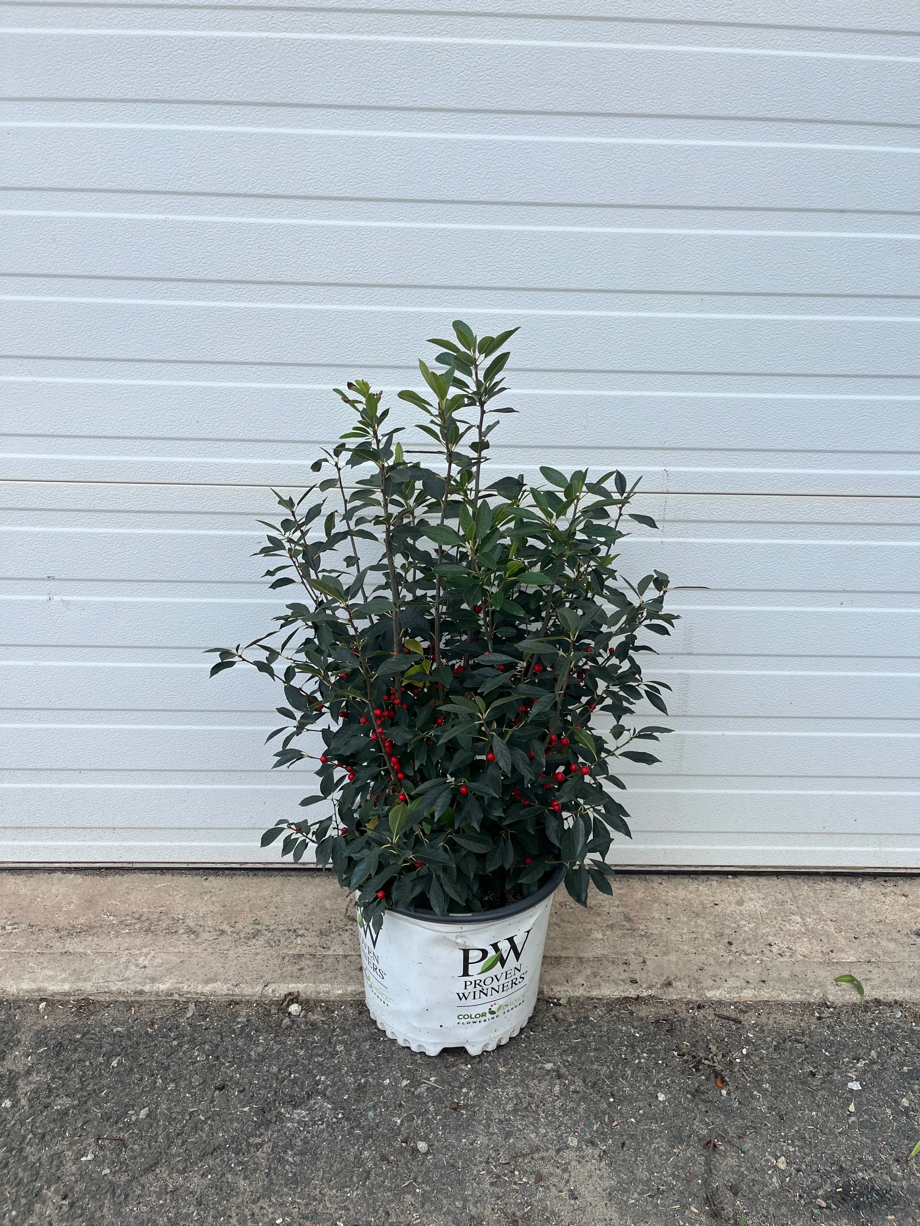 Berry Poppins® Winterberry
