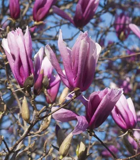Betty Magnolia Tree