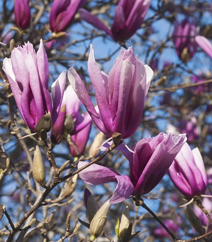 Betty Magnolia Tree