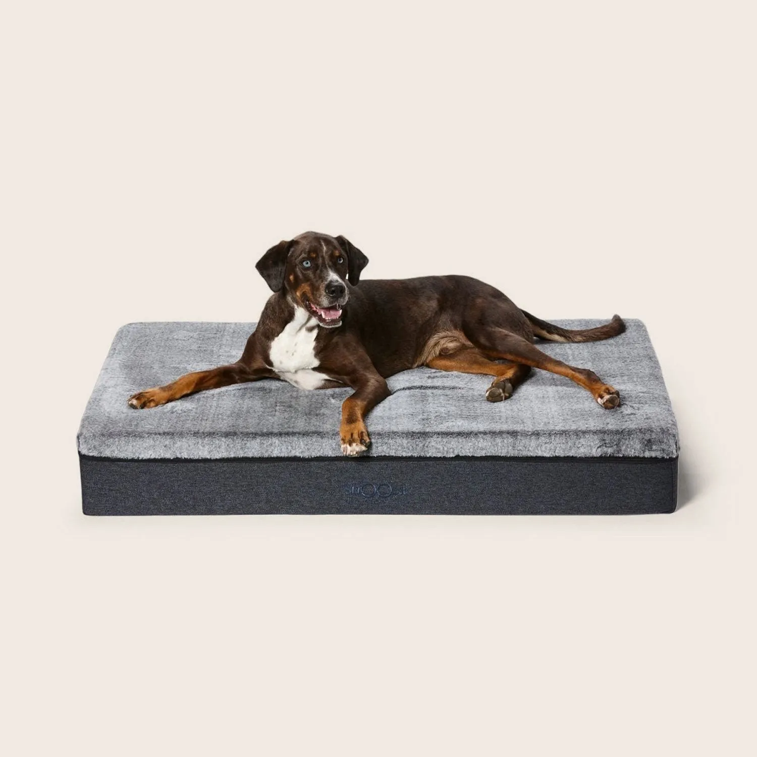 Big Dog Bed