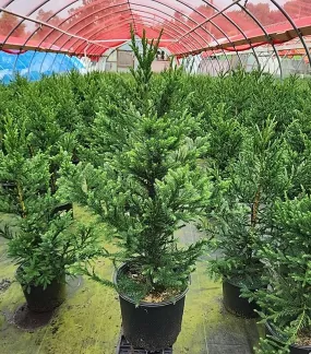 Black Dragon Japanese Cedar