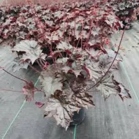 Blackout Coral Bells