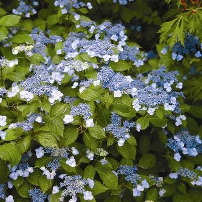 Blue Billows Hydrangea
