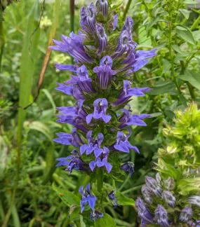 Blue Cardinal Flower