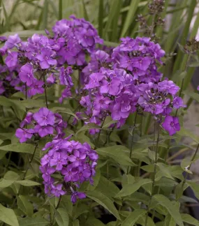 Blue Paradise Phlox
