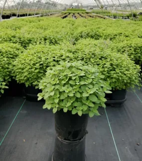Blue Wonder Catmint