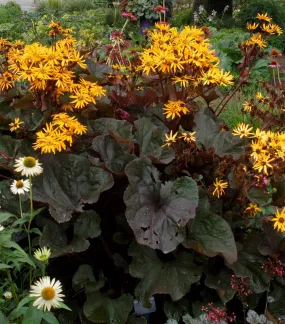 Britt Marie Crawford Ligularia