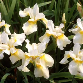 Butter & Sugar Siberian Iris