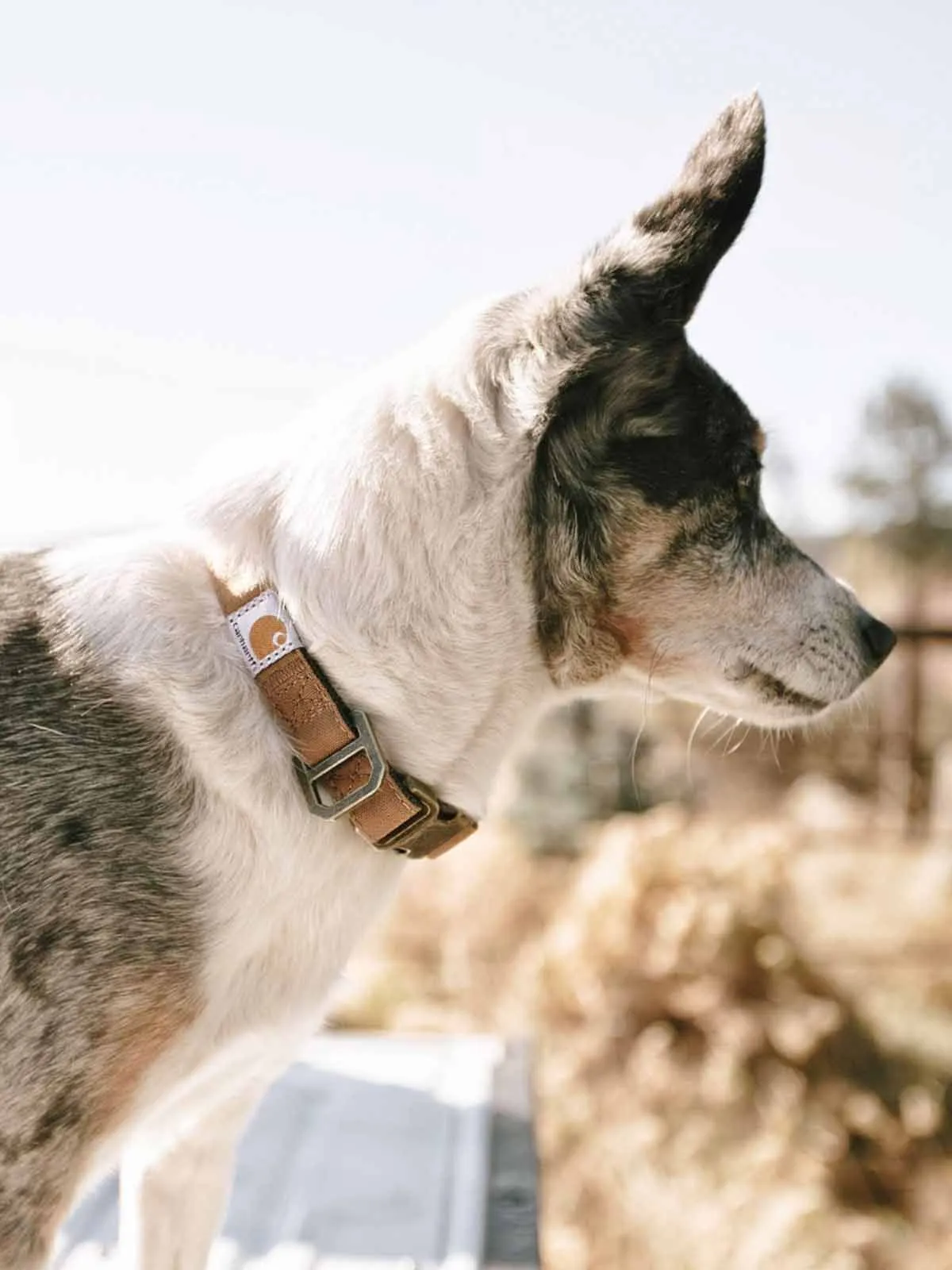 Carhartt&#x20;P000344&#x20;Journeyman&#x20;Collar&#x20;-&#x20;Brown