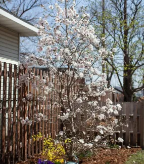 Centennial Blush Magnolia Tree