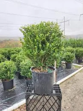 Chilly Willy Japanese Holly