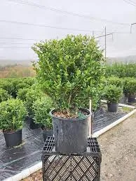Chilly Willy Japanese Holly