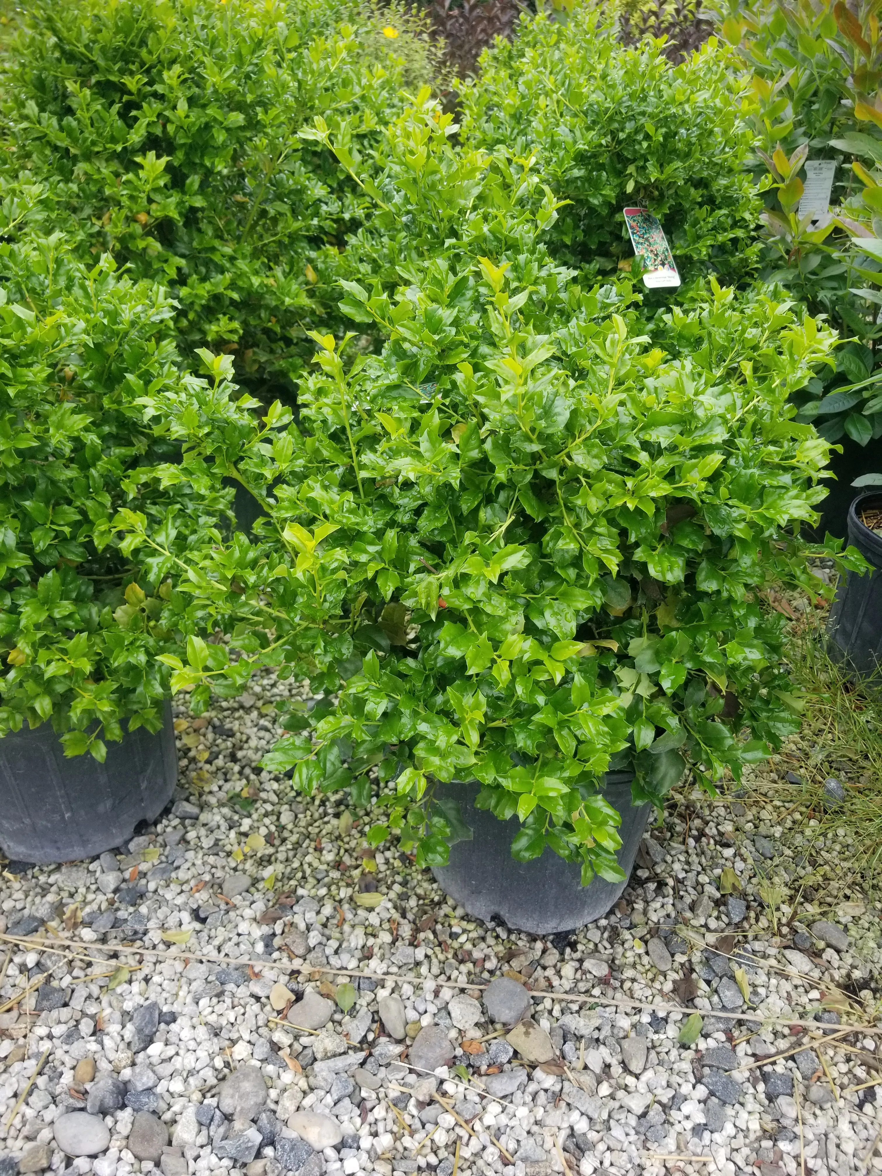 China Girl® Holly