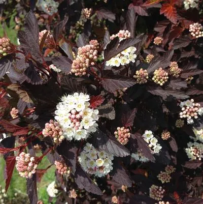 Chroma Chameleon Ninebark