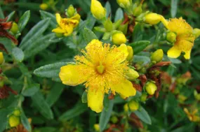 Cobalt-n-Gold™ St. John's Wort
