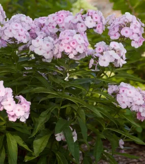 Cotton Candy™ Garden Phlox