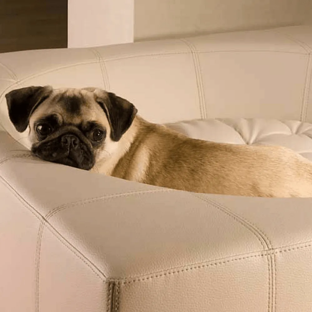 Cube Leather Luxury Dog Bed By Pet Interiors
