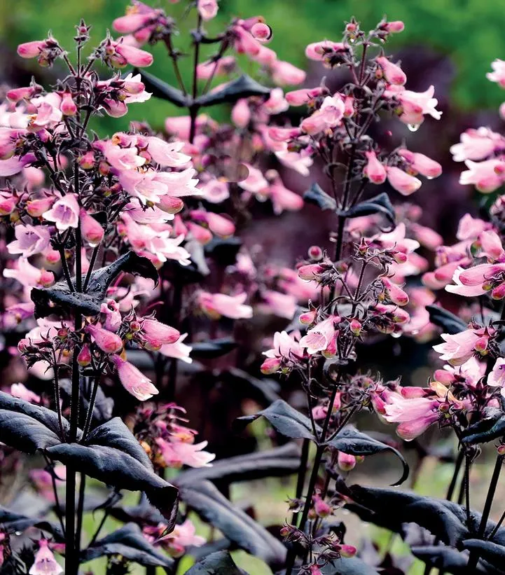 Dakota Burgundy Beardtongue