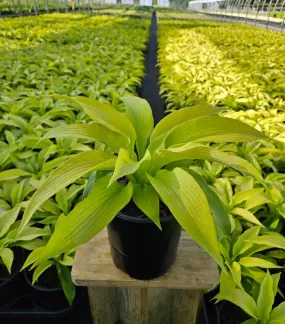 Dancing Queen Hosta Dancing Queen Hosta