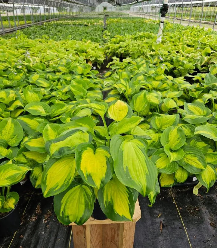 Enchiladas Hosta
