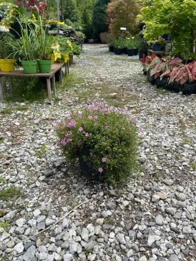 Fort Hill Moss Phlox