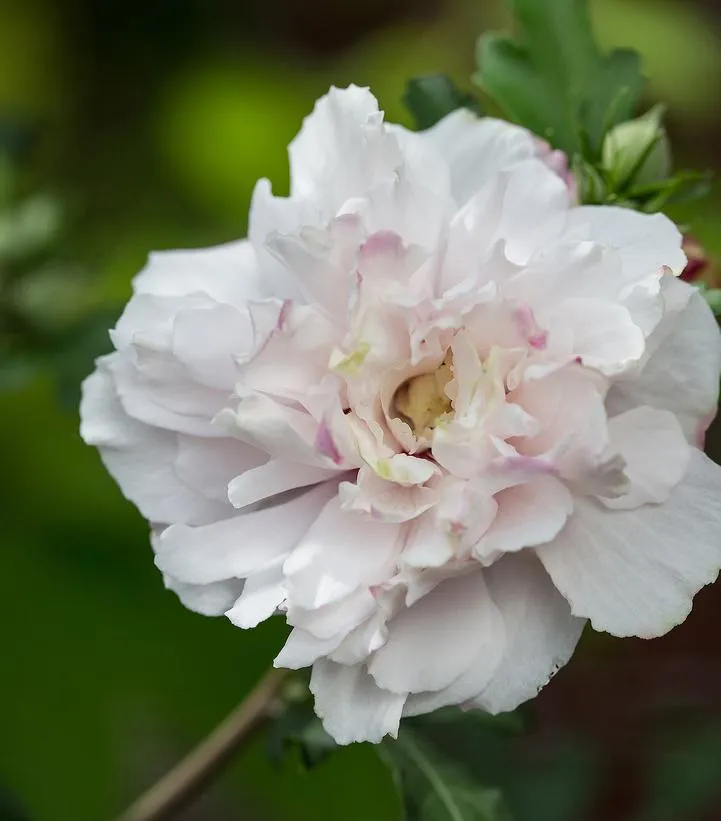 French Cabaret Blush Rose of Sharon