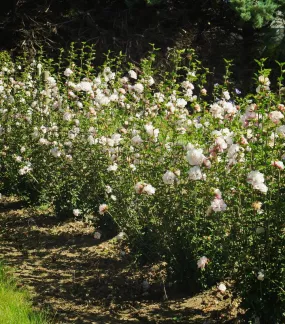 French Cabaret Blush Rose of Sharon