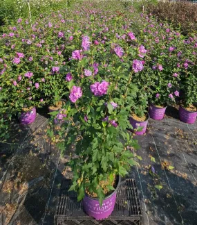 French Cabaret™ Purple Rose of Sharon