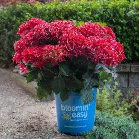 Frill Ride Bigleaf Hydrangea - (1.5-2ft)
