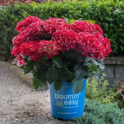 Frill Ride Bigleaf Hydrangea - (1.5-2ft)