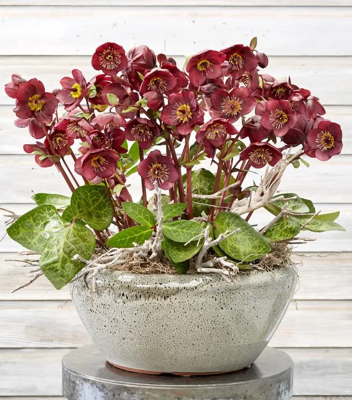 FrostKiss™ Vibey Velvet® Lenten Rose