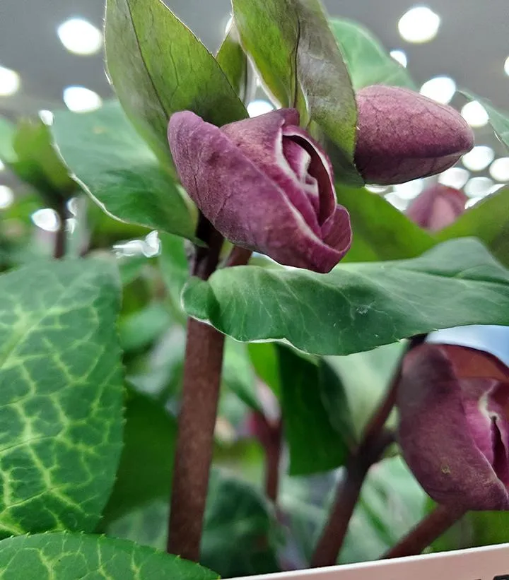 FrostKiss™ Vibey Velvet® Lenten Rose
